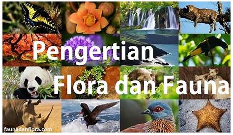 Perlindungan Flora Dan Fauna / Penjelasan Lengkap Konservasi Flora Dan