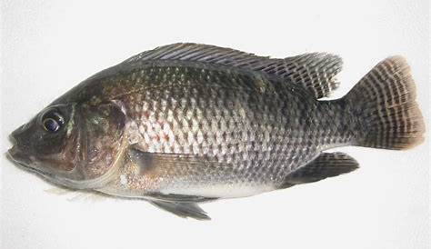 Jenis Jenis Ikan Nila Paling Unggul Untuk Dibudidayakan - Ikan Hias Air