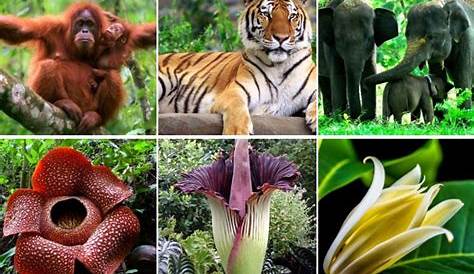 Jenis Konservasi Flora dan Fauna, Ketahui Manfaat dan Contohnya