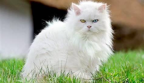 Kucing Anggora (JENIS, CARA MERAWAT, MAKANAN, PERBEDAAN)