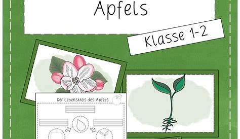 Lebenskreis des Apfels Tafelmaterial - Lebenszyklus Apfel | Apfel