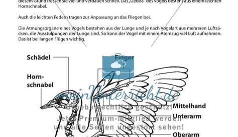Heimische Vögel - Steckbriefe – Unterrichtsmaterial im Fach