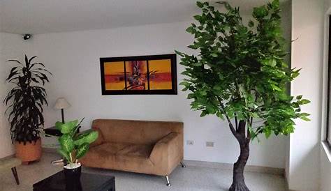 Decorative Indoor Trees