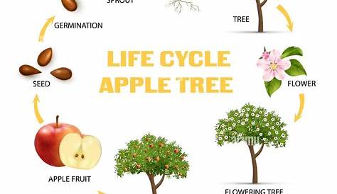 MSN28 - Etude du cycle de vie de l'arbre | BDRP