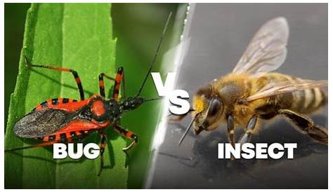 Animals Vs. Insects: Uncover The Surprising Truth