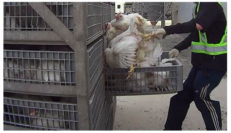 Unveiling The Hidden Truths: Animal Torture In The Food Industry Exposed