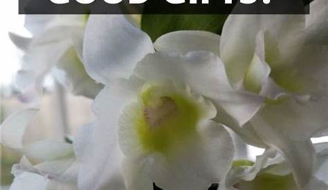 Are Orchids A Good Gift
