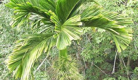 Areca Nut Leaves Betel And Sliced Stock Image Image Of