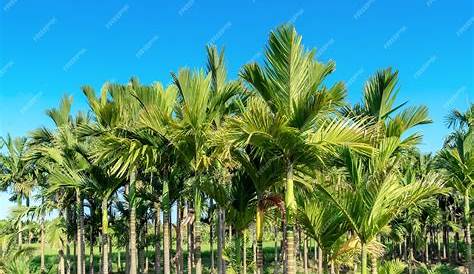 Areca Nut Palm PlantFiles Pictures , Dwarf Betel 'Dwarf