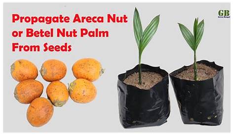 Areca Nut Seedlings Catechu, Betel Palm Tree, & Seeds