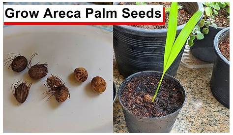 Areca Palm Seeds Germination Tree Just Starting To Germinate In The