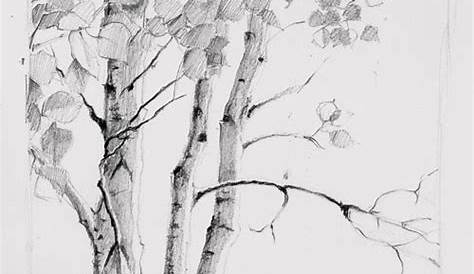 Aspen Tree Drawing Black And White Free Download On ClipArtMag