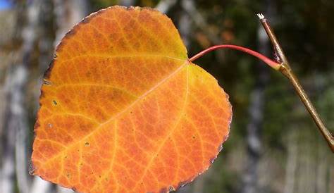 Aspen Tree Leaves Utah’s State , How To Grow It In Your Own