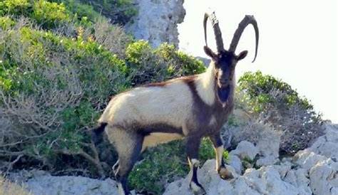 All about wildlife in Greece | Animals Around the Globe