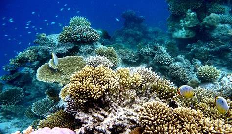 Atoll Coral Reef Examples Different Types Of s Explained Gaia Mission