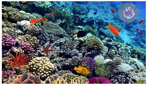 Atoll Reef Images Effective Management For The Pacific Remote Islands