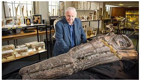 Sir David Attenborough's sea monster murder mystery | Daily Mail Online