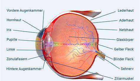 Aufbau und Funktion des Auges einfach erklärt