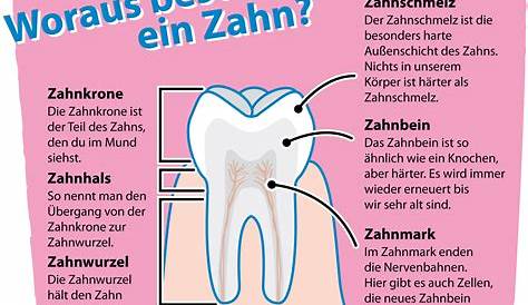 Aus was bestehen Zähne? Material und Aufbau, Dr.Peter Klein klärt auf