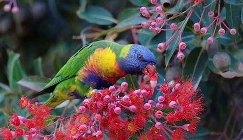 Top 10 Flora And Fauna In Australia To Explore