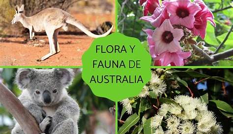 Australian Flora and Fauna - YouTube