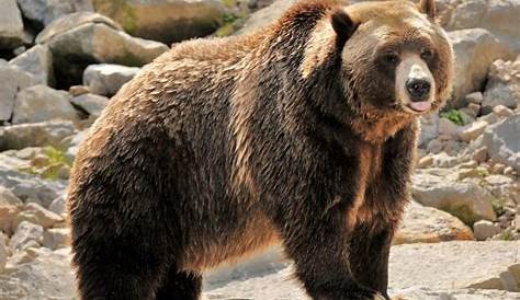 L'ours : Spécificités et caractéristiques - Origine Pyrénées