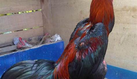 Ayam Ini Diklaim Paling Besar di Dunia dengan Tinggi 66 cm