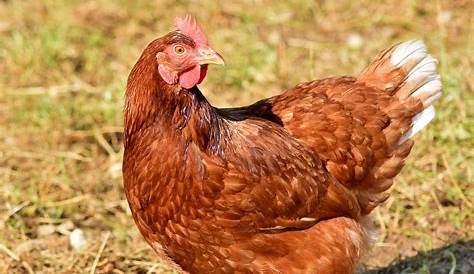Chicken Hen Poultry - Free photo on Pixabay - Pixabay