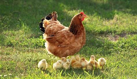 Kisah Sepasang Anak Ayam yang Dipatok Induknya | Korkom IMM Unmuha