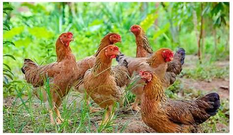 Ayam Kampung - Google Search | Chicken breeds, Chickens, Breeds