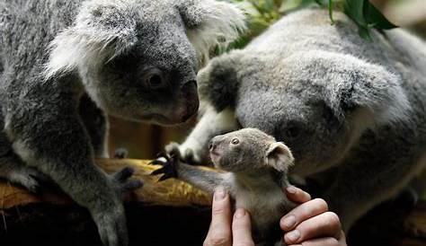 Baby zoo animals born since fall 2017