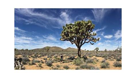 15 Joshua Tree Facts That Will Make You Amused