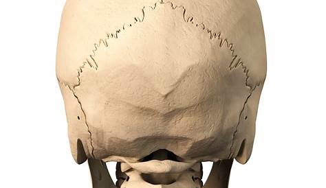 Back Of Skull Anatomy / Profile view skull http://www.creativeboysclub