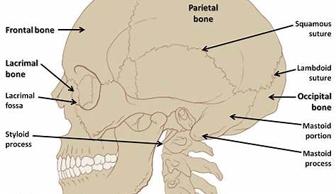 Back Of Skull Anatomy : Lecture 5--Axial Skeletal System at University
