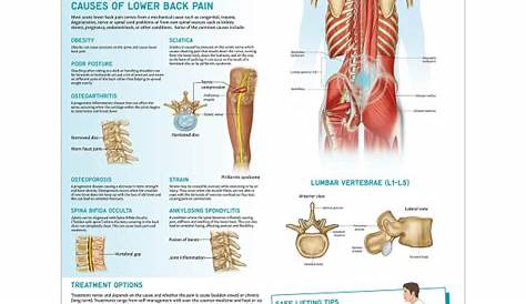 Back Muscle Pain Location Chart / Back Pain Diagram Stock Images