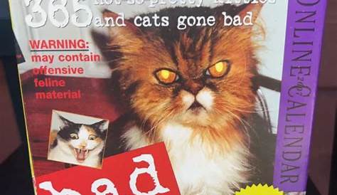Daily Bad Cat Calendar - Page-A-Day | Bad cats, Cat calendar, Pretty cats