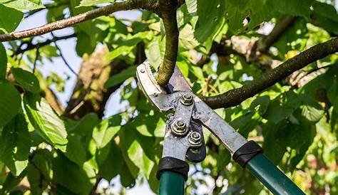Bäume schneiden – 5 Tipps für den Sommer- und Winterschnitt - heimwerker.de