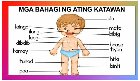 Parts Of The Body Educational Chart Mga Bahagi Ng Katawan Shopee | The