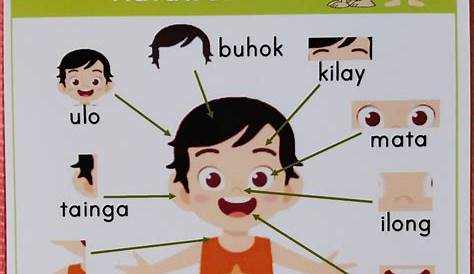 Parts Of The Body Educational Chart Mga Bahagi Ng Katawan Shopee | The