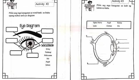 Mga Bahagi Ng Mata At Angtungkulin Nito Science 3 K D - vrogue.co