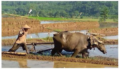 Gambar Kerbau Bajak Sawah – mosi