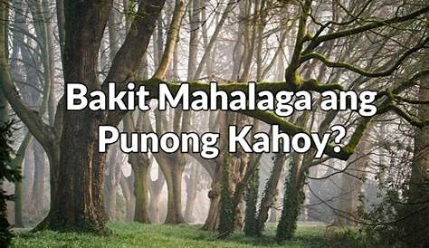 Pinagbabawal ang pagputol ng bakawan | Pilipinas