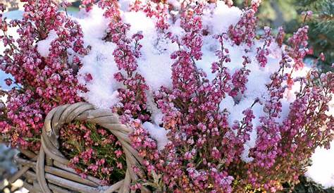 Balkonpflanzen, die im Februar blühen » Winterliche Blütenpracht