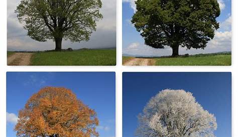 Baum mit vier Jahreszeiten stock abbildung. Illustration von frisch