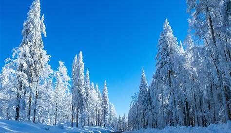 Bayerischer Wald im Winter Foto & Bild | jahreszeiten, winter