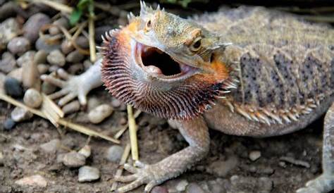 242 best images about THE LOVE FOR BEARDED DRAGONS................. on