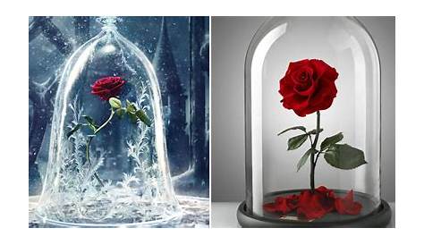 Beauty And The Beast Rose Video Wallpapers Wallpaper Cave