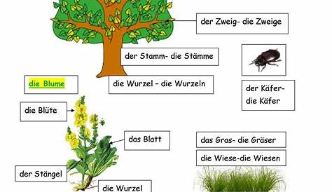 Arbeitsheft und Forscherheft - Wald – Unterrichtsmaterial in den