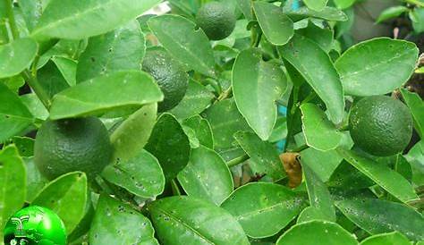 Berbagai manfaat daun jeruk nipis ~ HerbalNewsPedia