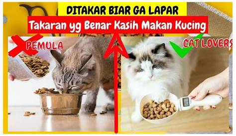🐈 Berapa kali sehari untuk memberi makan anak kucing dalam tempoh